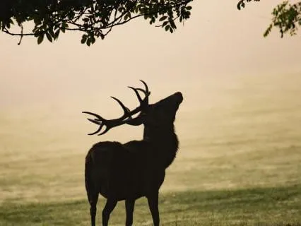 Morning Sunrise Meditation: A Positive Start To Your Day
