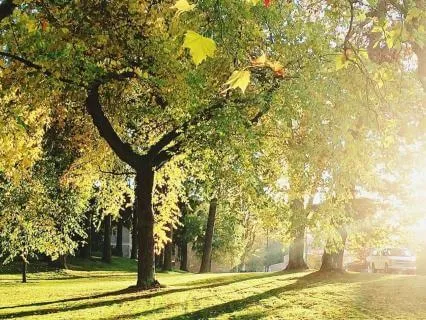 Morning Sunshine Breath: Wake Up Your Energy