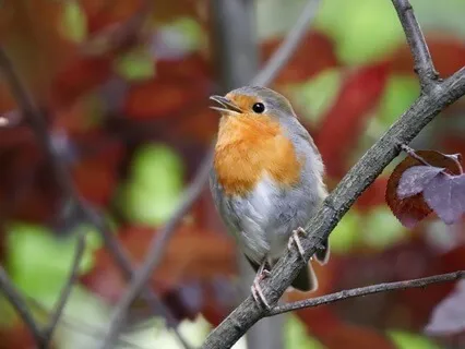 Morning Symphony: A Forest Awakens To Birdsong