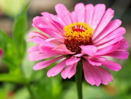 Morning Theta Meditation With Real Music And Zinnias