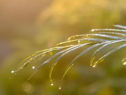 Morning Tide : Lullabies for the Soul 1