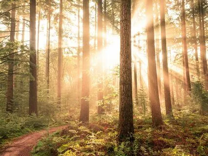 Morning Tree Of Life Grounding Meditation