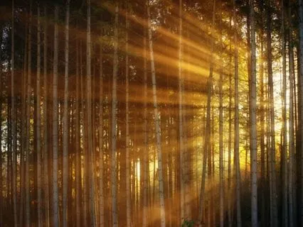 Morning Upliftment - Morning Radiance