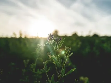 Morning Vitality Breathwork