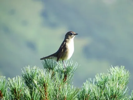 Morning Vocal Meditation (21 Minutes)