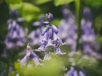 Morning Walk In The Bluebell Fields