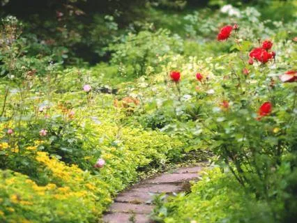 Morning Walk In The Garden With Gentle Affirmations