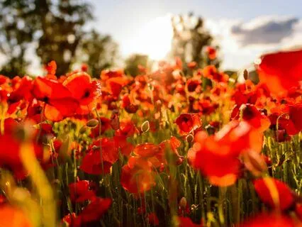 Morning Walk Through The Poppy Field For Grounding And Peace
