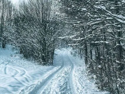 Morning Walk Through The Snowy Woods