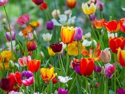 Morning Walk Through The Tulip Fields