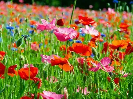 Morning Walk Through The Wildflowers For Grounding And Peace