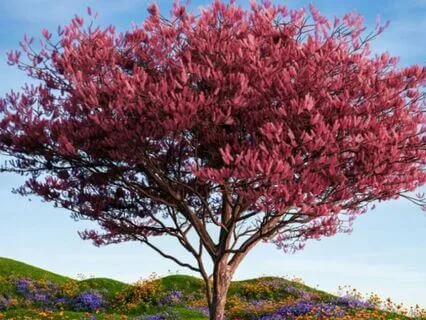 Morning Whispers Of The Heart:Day Nine:Metta Loving-Kindness