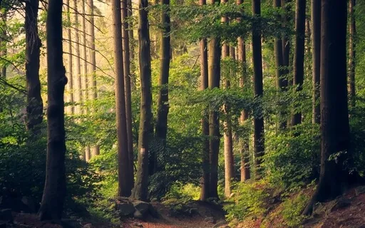 Morning Words "Rewild Yourself" Poetry + Meditation