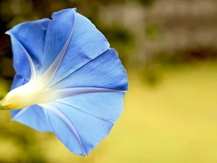 Morning Worthiness Affirmations