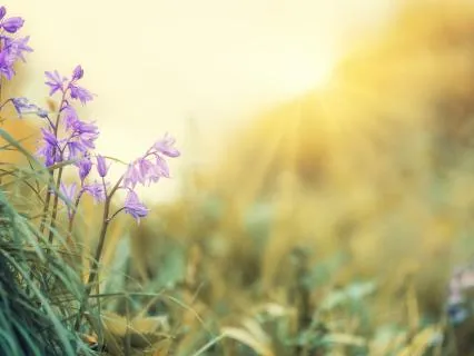 Morning Yoga Nidra | Clear Your Mind & Start Fresh