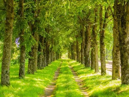 Morning Yoga Nidra For Focus And Mental Clarity