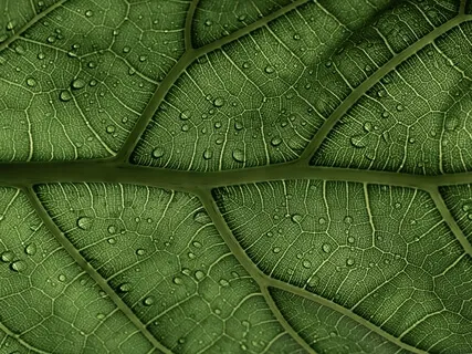 Morning Yoga Nidra For Stillness