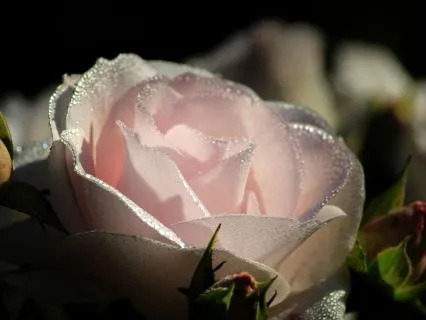 Morning Yoga Nidra | Gentle Transition Into A Wonderful Day
