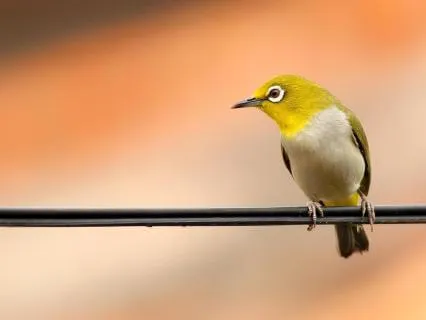 Morning Yoga Nidra: Gently Awaken Body & Mind