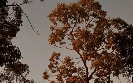 Morningside Rain 1Hr Meditation Nature ASMR (Unguided)