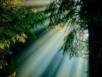 Mornlight: Ambient Harp & Birdsong - Morning Music