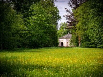 Morphogenic Programmed Audio (Improve Memory & Serotonin)