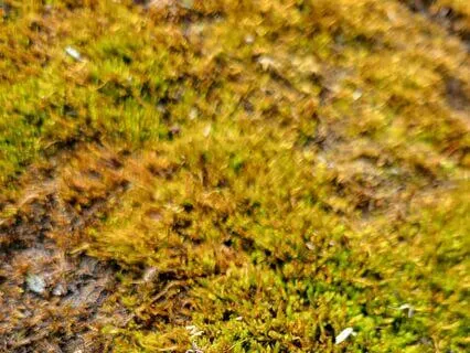 Moss - Rest And Restore