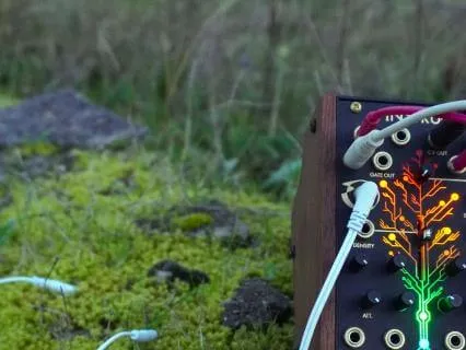 Moss Sleep Meditation For Deep Calm And Rest