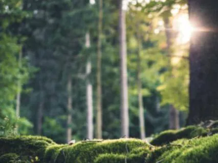 Mosslight // Soothing Ambient Music for Calm