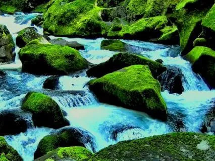 Mossy Forest Stream For Deep Calm