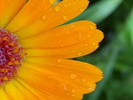 Most Beautiful Sound Of Rain For Deep Sleep And Happiness