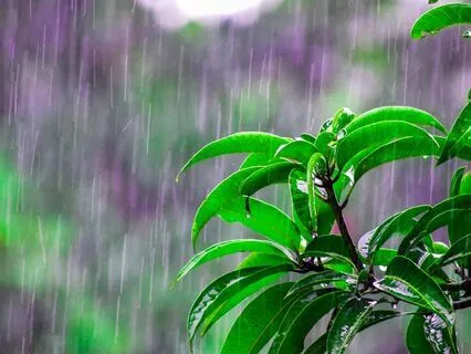 Most Calming Sounds Of Rain For Sleep And Relaxation