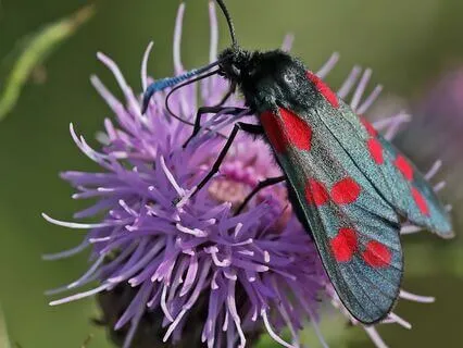 Moth Wisdom: Trust Your Light & Embrace Change