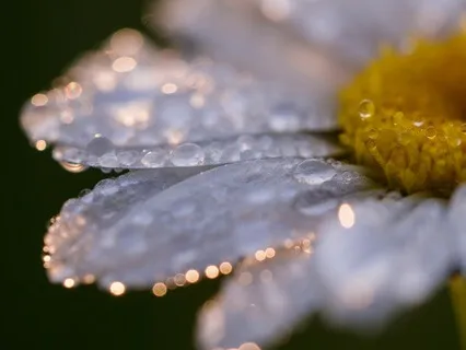 Mother Divine (A Prayer For These Times)