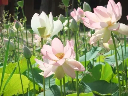 Mother Earth Guided Relaxation