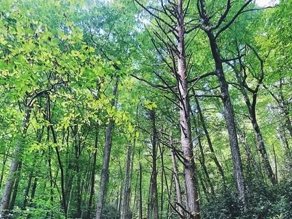 Mother Earth Meditation