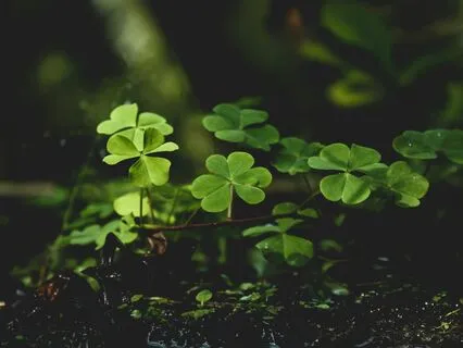 Mother Earth Meditation