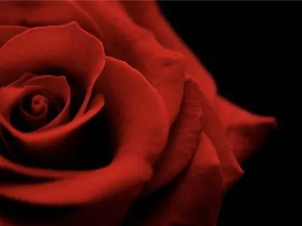 Mother Mary Meditation: Full Moon Rose Garden Journey