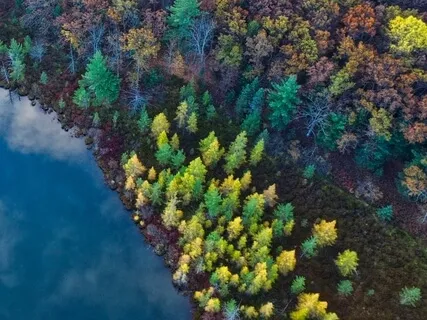 Mother Nature's Forest