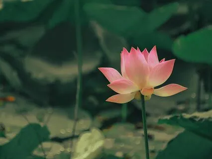 Mother Nurture - Ambient Bliss For Reiki & Massage | 432 Hz