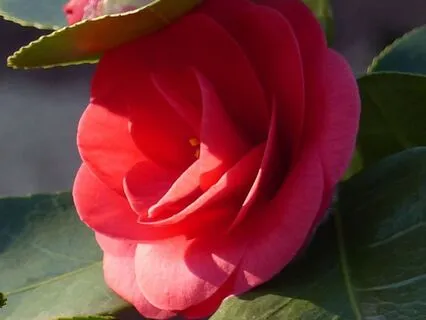 Mother's Day Melody, Calming Improvisation For Stress Relief