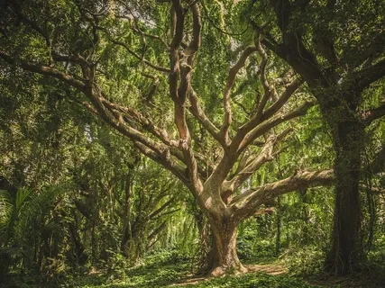 Mother Tree Chakra Healing