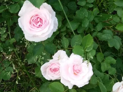 Mothers. A Centering Moment.