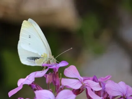 Mothers' Day Baby Loss Meditation