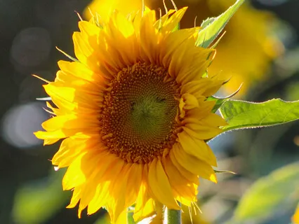 Motivating Morning Meditation