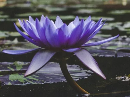 Motivating Self-Compassion Break