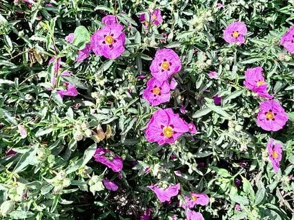 Motivational Affirmations For Healthy Diet And Fitness