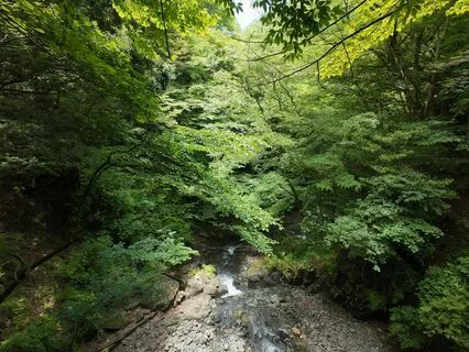 Mountain Forest Stream Sound Bath Meditation