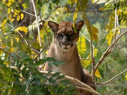 Mountain Lion At Dusk: Nervous System Safety & Boundaries