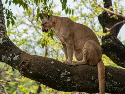 Mountain Lion Medicine: Quiet Power & Nervous System Safety